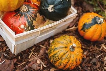 Autumn Pumpkins.jpg