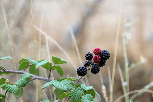Berries.jpg