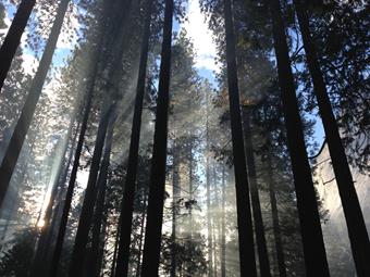 Trees in woodland.jpg