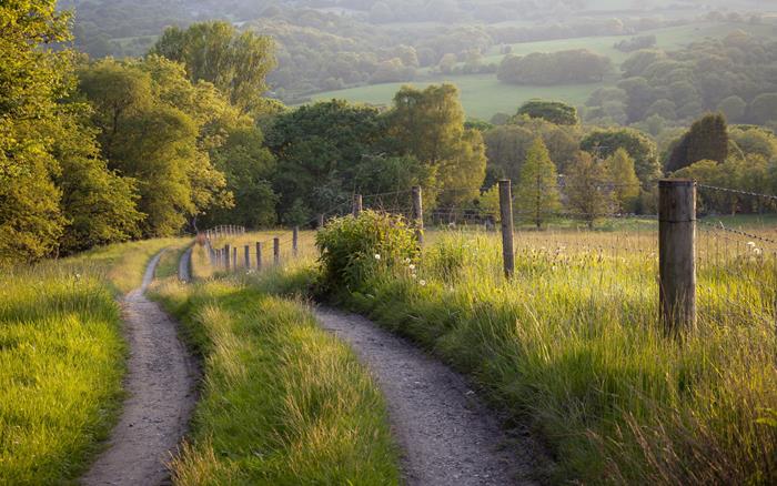 Hedgerow.jpg