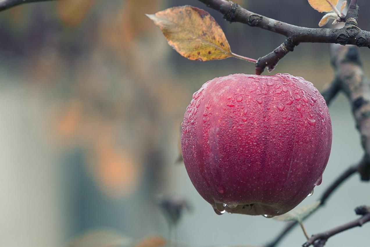 Apple on Tree.jpeg Apple on Tree.jpeg