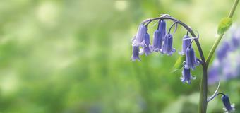 Bluebell Header.jpg